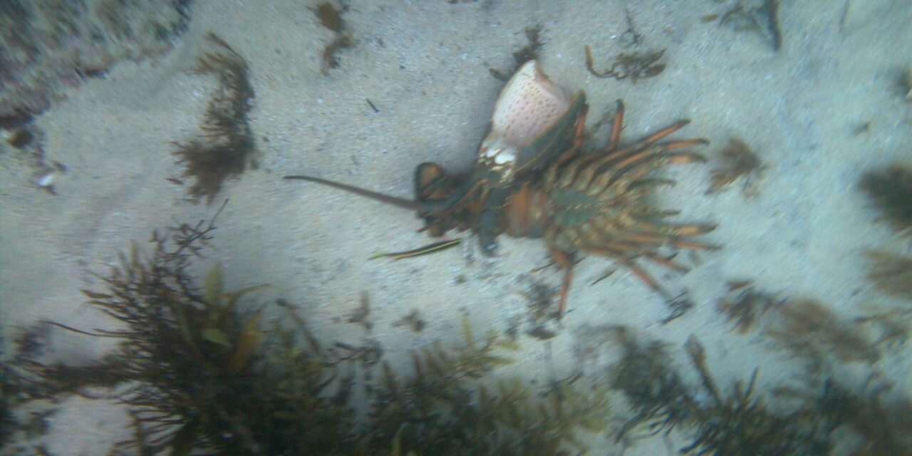 2/9/2011: Blue lips & shrivelled bits