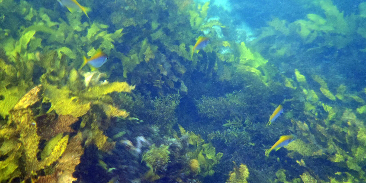 15/02/2012 – Underwater Treasures