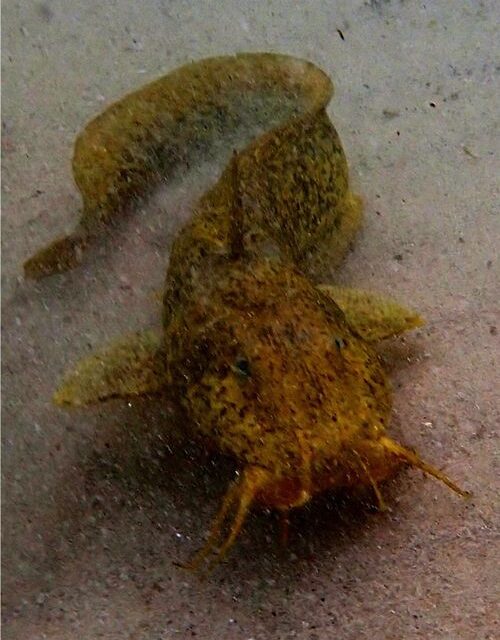 18/10/2012 – Cheers ! Or is it Bottom’s Up ?