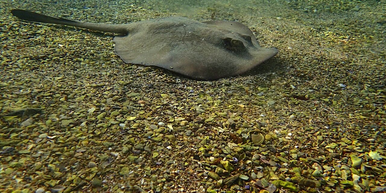 16/01/2012 – Heli, Shelly, Jelly….