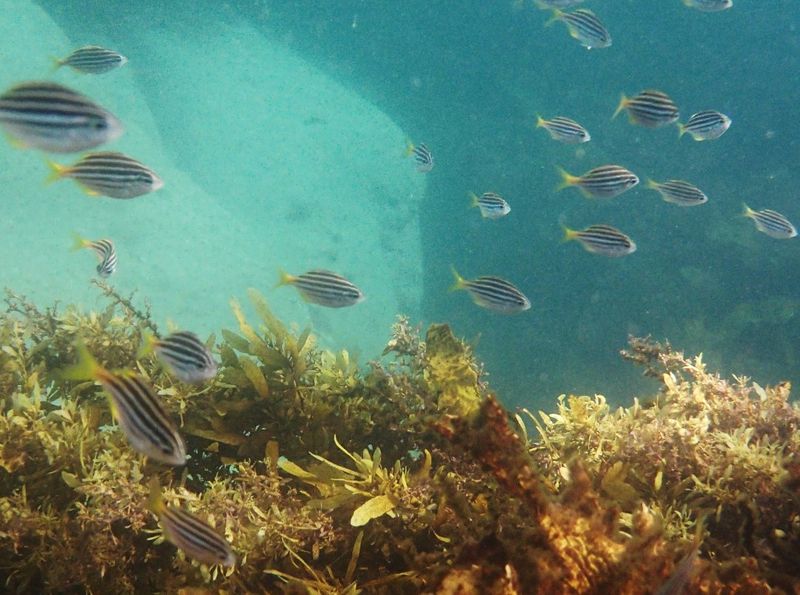 27/01/2014 – Swimmers, are you ready for your next challenge?