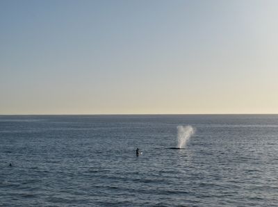 Monday 14th September, 2015 – Henrietta and the Whale