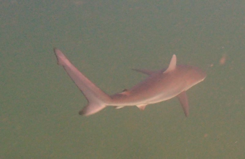 The 'Big Five' Amazing Creatures of Cabbage Tree Bay - BOLD & BEAUTIFUL ...