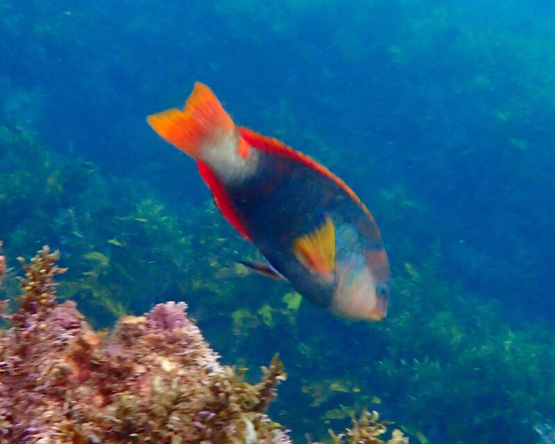 10/05/2017 – We love swimming in an Aquarium!