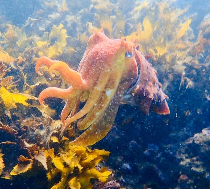 28/04/2020 – Save our Marine Life- Don’t Buy Balloons!