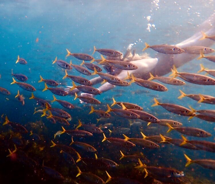 12/05/2020 – In Praise of the Little Fish