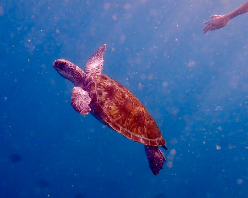 23/06/2020 – Golden Swim and Turtle News