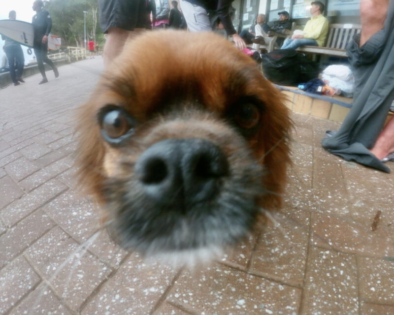 27/10/20 – Why do you swim?