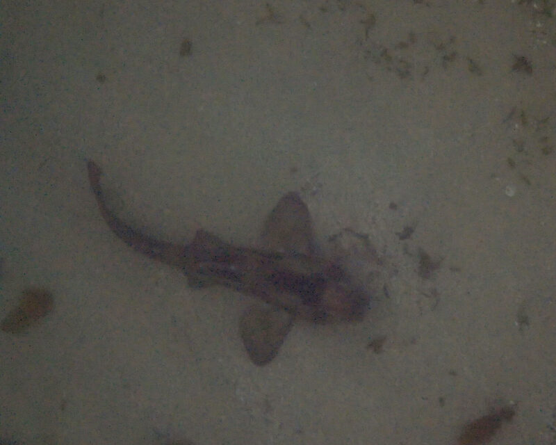 Six more sleeps till Christmas Day!