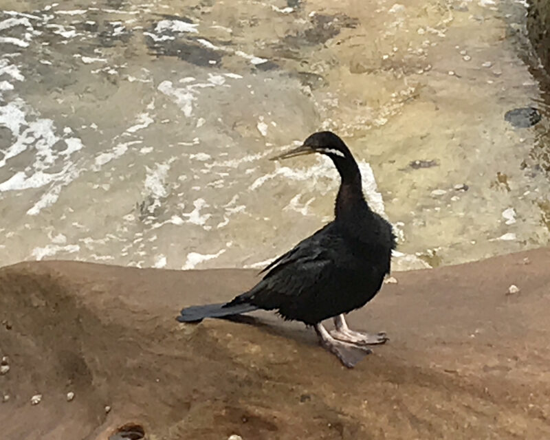 To swim or not to swim….