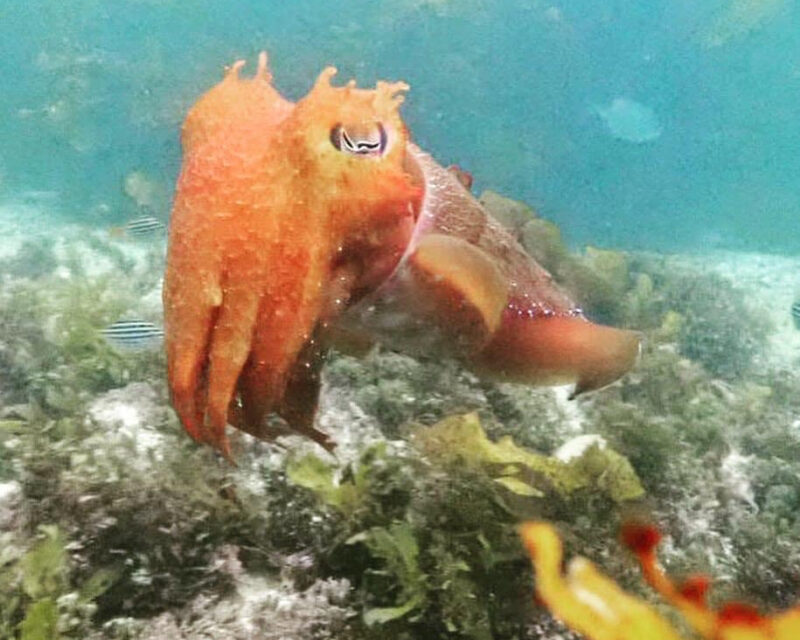 16/03/2021 – The Big 5 of Cabbage Tree Bay