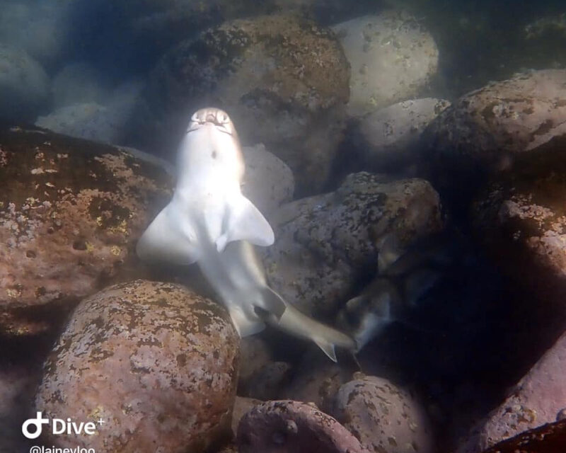 5/10/2021 – Jimble Kisses