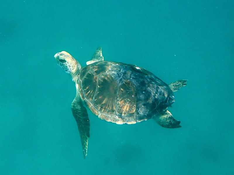 T is for Turtle Thursday