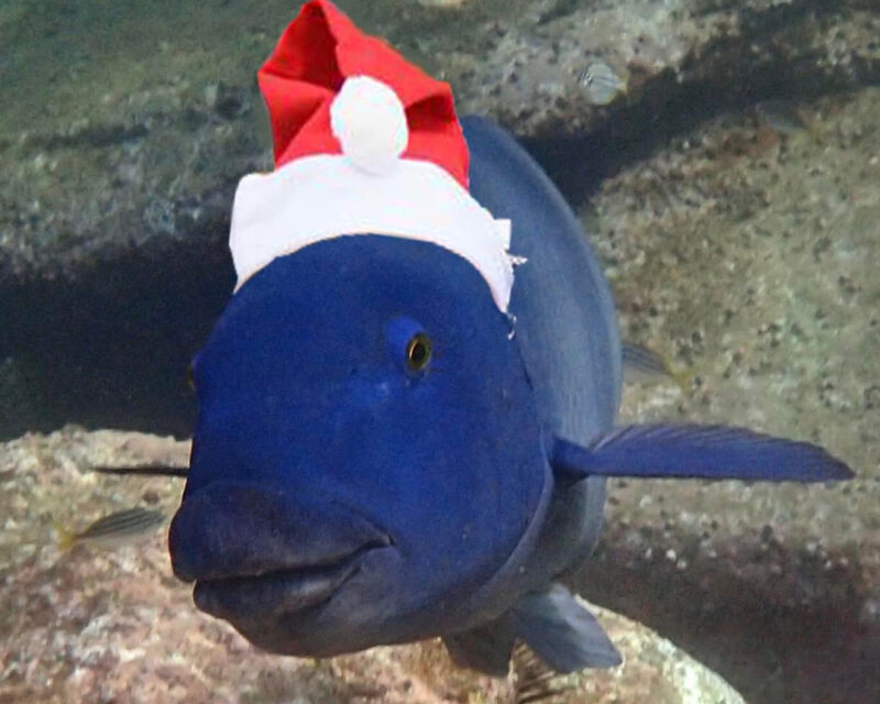 07/12/2021 – Swimmers make Good Dancers too!