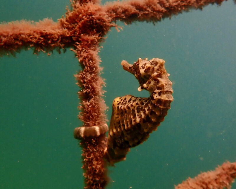 Tuesday 18/1/2022 – Charity Cake Stall coming up/Rippy Swim