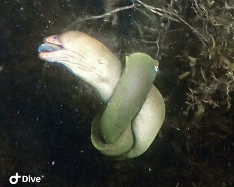 4/02/2022 – Enjoying Harbour Swims