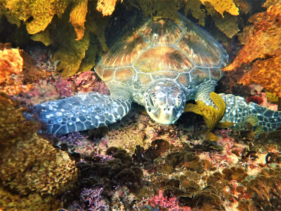 Turtle-riffic Thursday