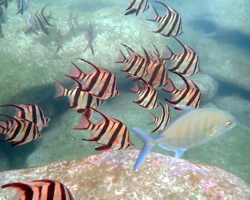 10/05/2022 – Cuttlefish Disguises and Swimmers Smiles