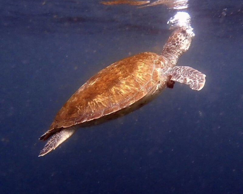 15/11/2022 – Stunning Morning for Kara’s Birthday and lots of Fish Pics