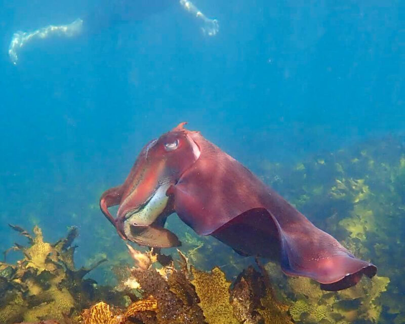 23/05/2023 – The Rock Star of Ocean Swims