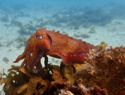 Tuesday 21/05/2024 – Miguel returns, Viz improves and Cuttlefish sightings!