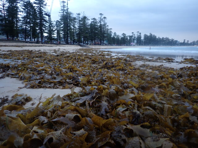 Seaweed as far as the eye can see on the shore. Slightly less in the water.