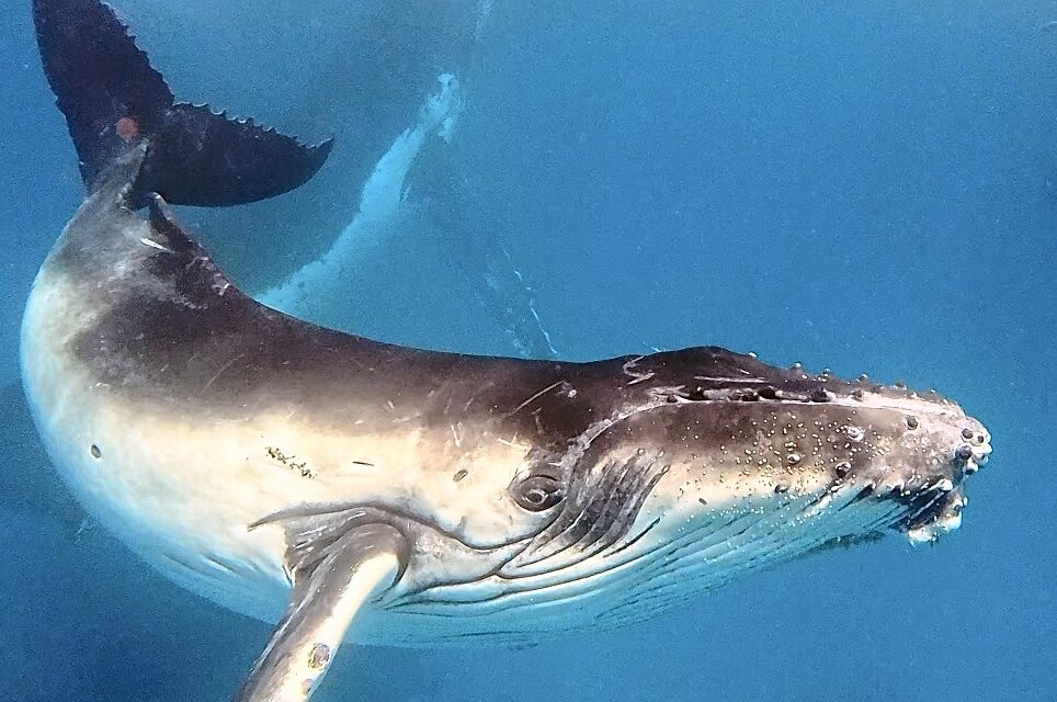 Humpback Whales and Tonga – do yourself a favour.