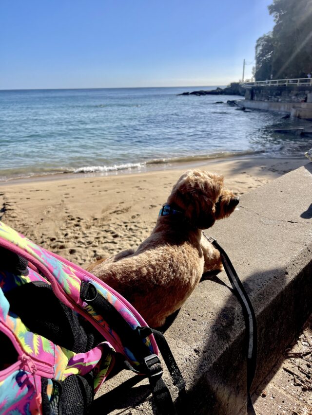 Napoleon takes in the view 