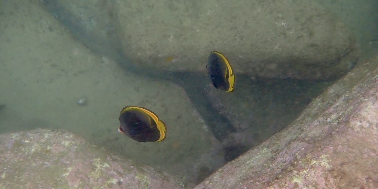 Happy Australia Day !