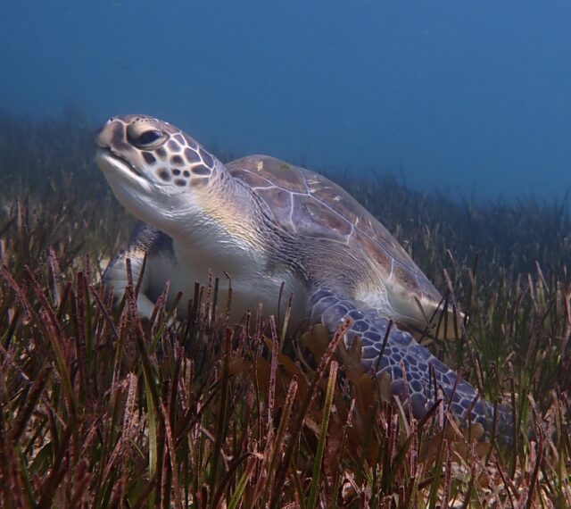 The Great Manly Reef
