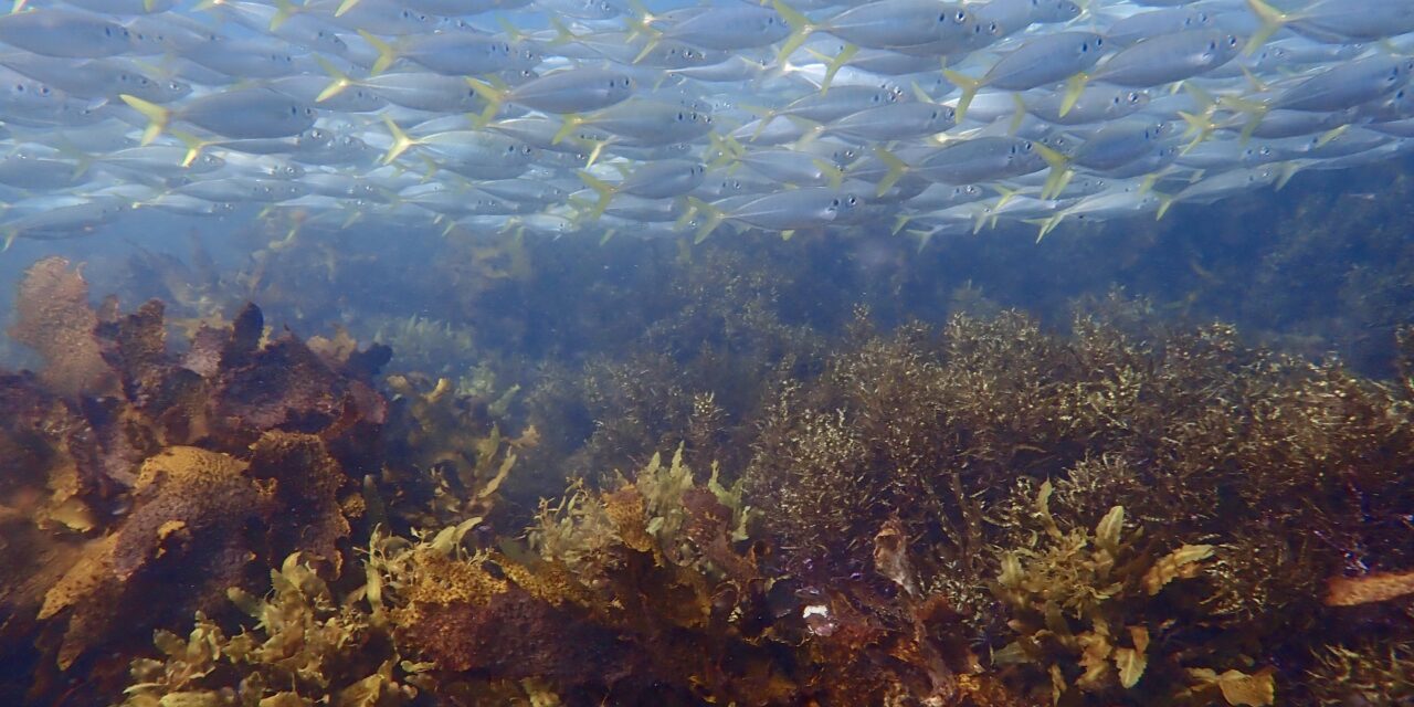Sunny, cloudy, calmer ocean conditions, and lots of fish